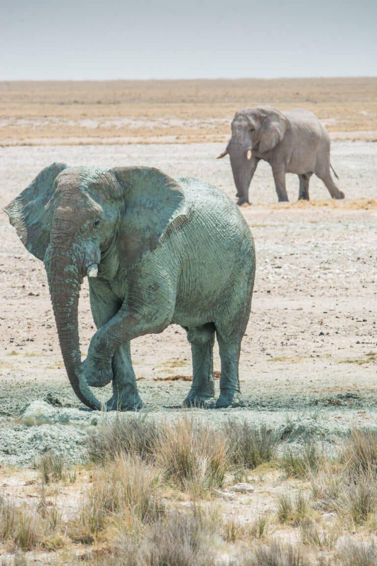Namibia Safari Tour06