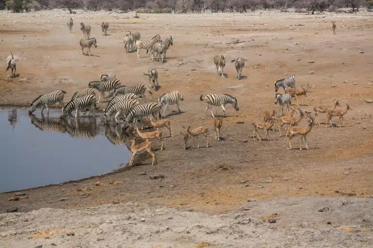 Namibia Safari Tour07