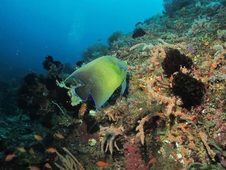 North Sulawesi Island diving02 1