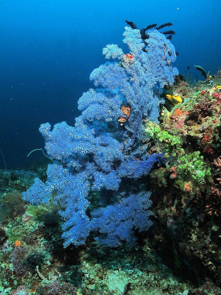 North Sulawesi Island diving03 1