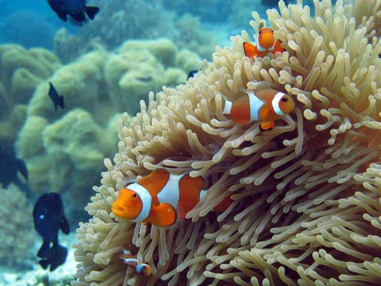 North Sulawesi Island diving05 1