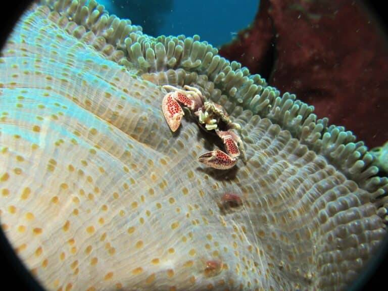 North Sulawesi Island diving07 1