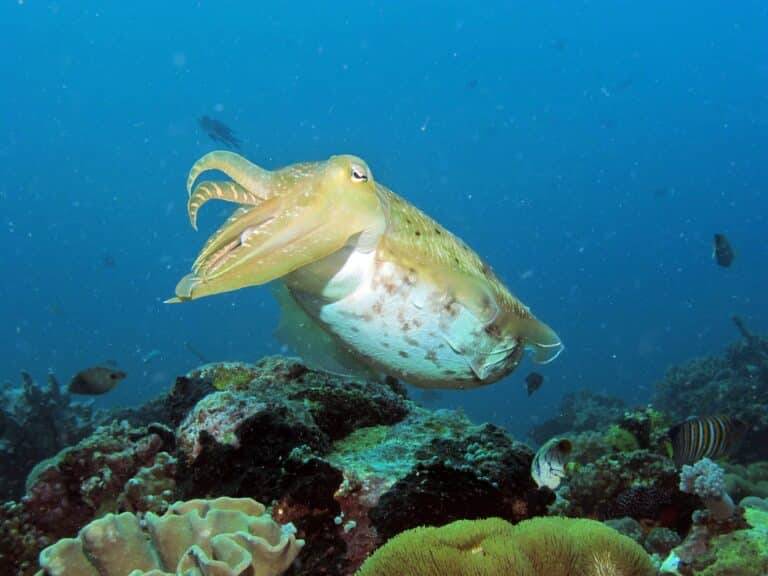 North Sulawesi Island diving08 1