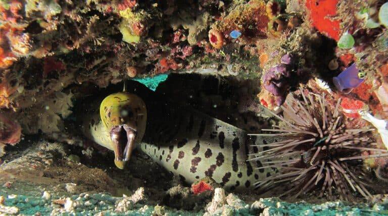 North Sulawesi Island diving09 1