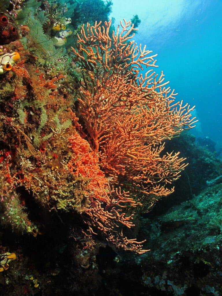 North Sulawesi Island diving10 1