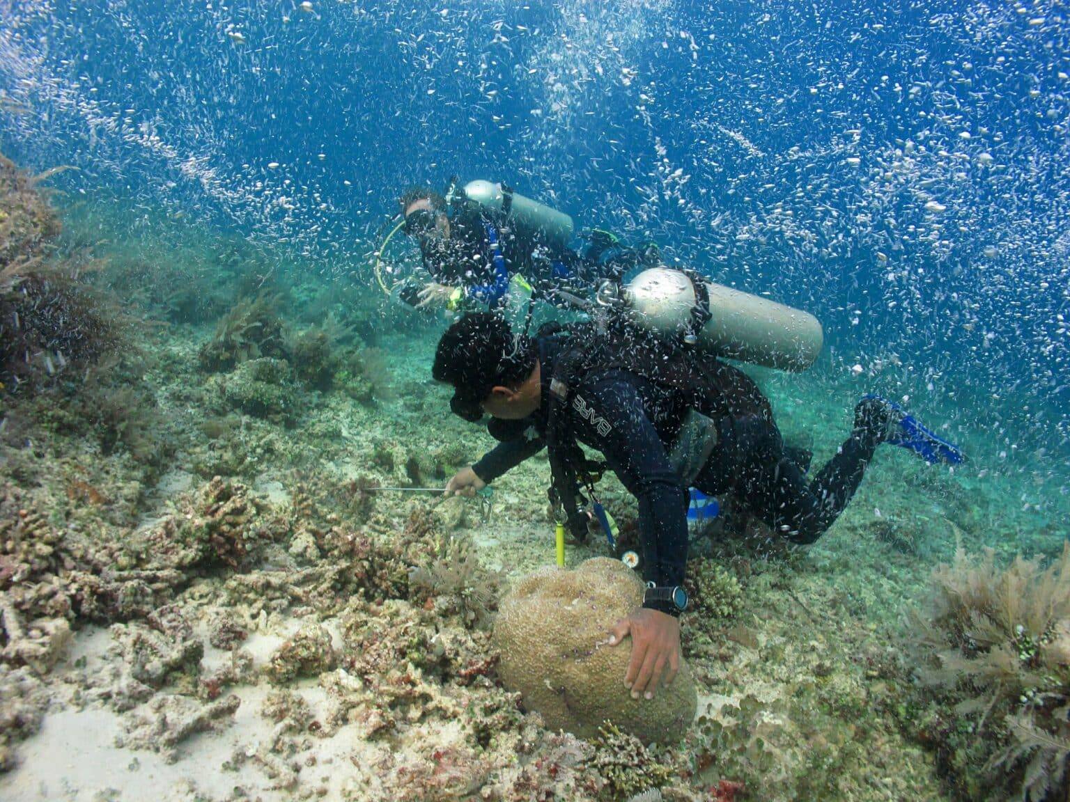 North Sulawesi diving1 1