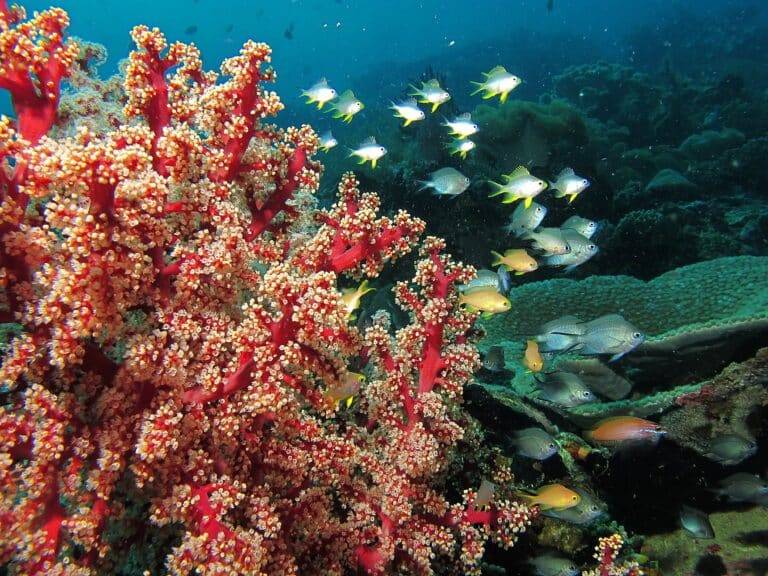 North Sulawesi diving2