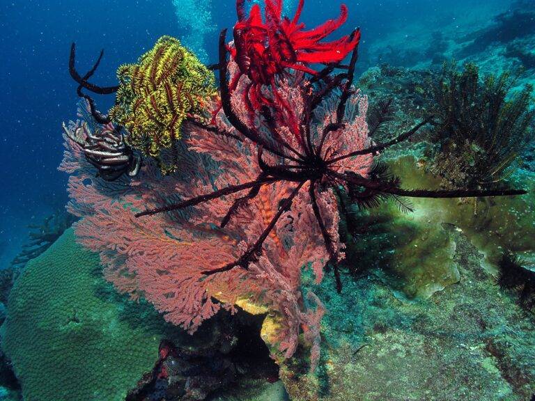 North Sulawesi diving3