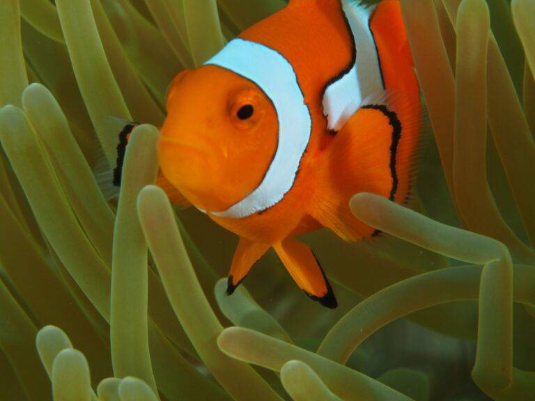 Lissenung Island Resort