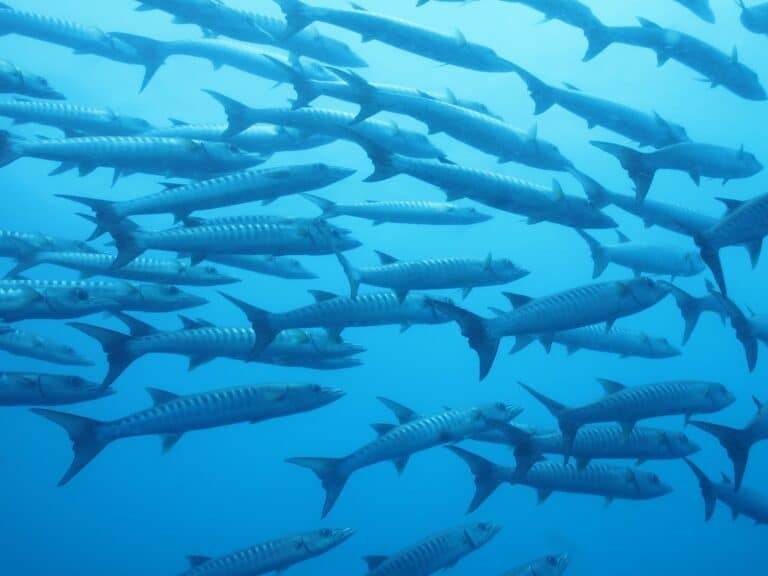 Walindi Plantation Resort