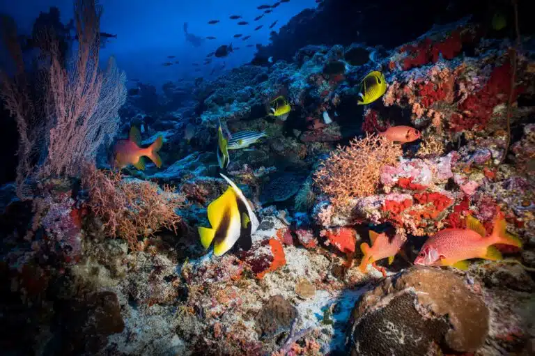 Liveaboard Diving