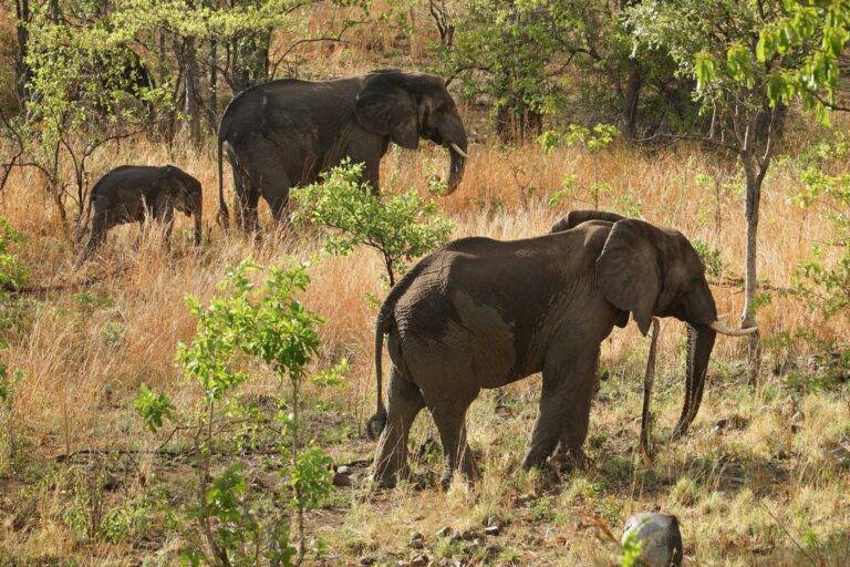 Ruaha National Park images03
