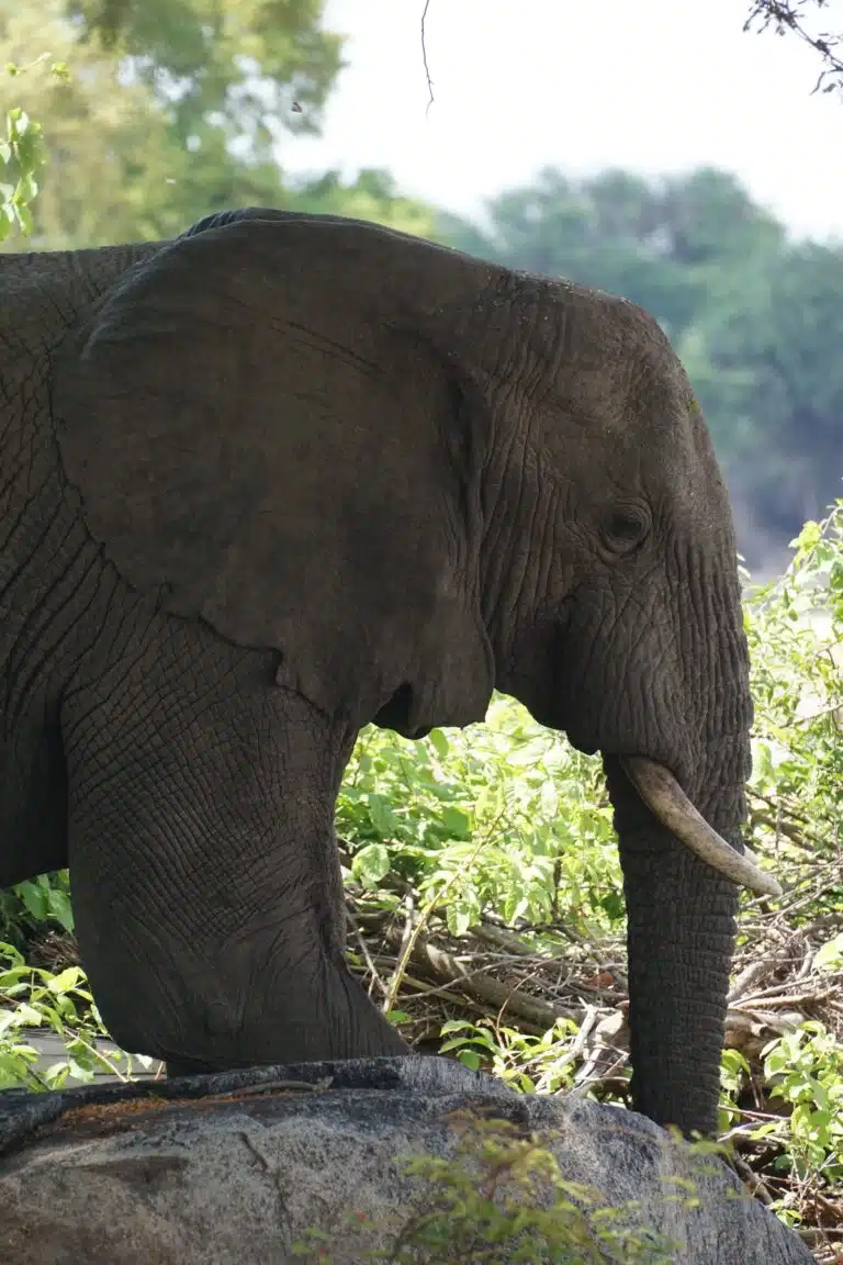 Ruaha National Park images05
