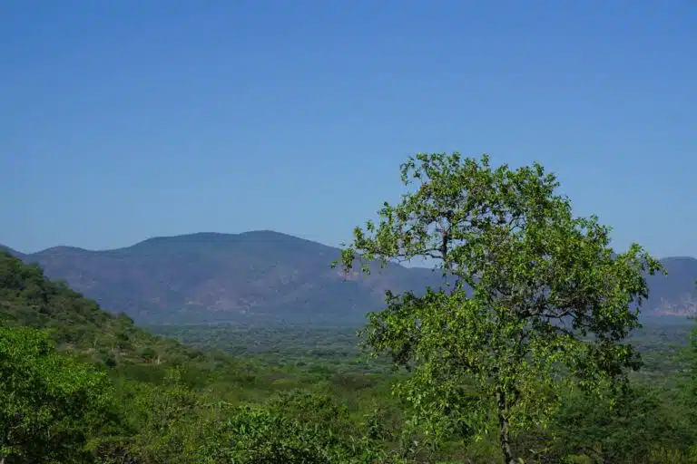 Ruaha National Park images08
