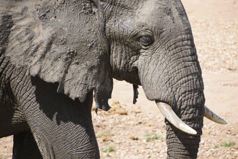 Ruaha National Park images09