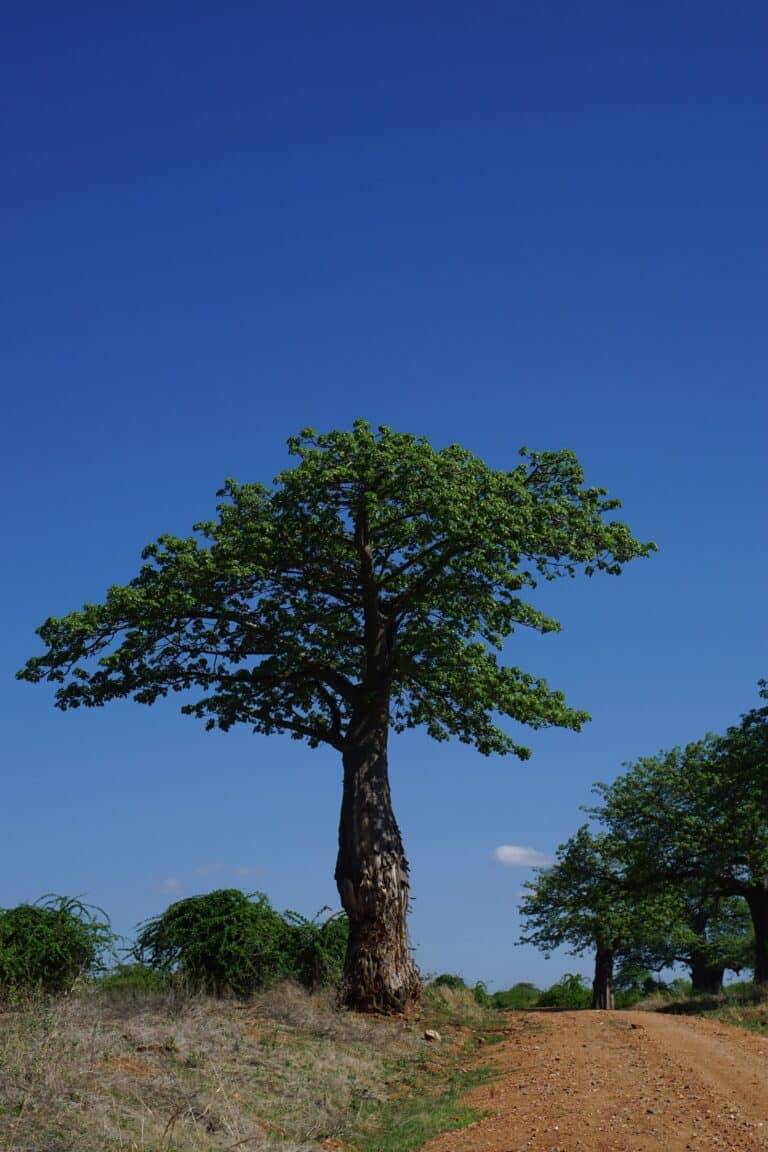 Ruaha National Park images10