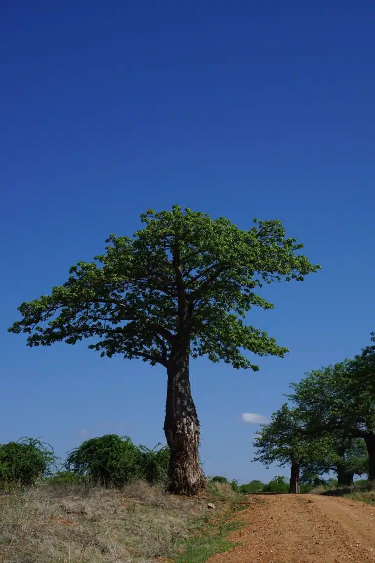 Ruaha National Park images10