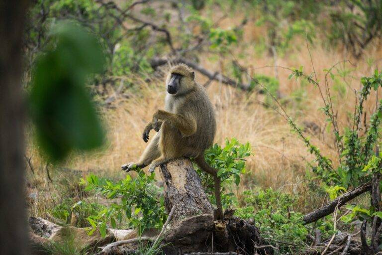 Ruaha National Park images13