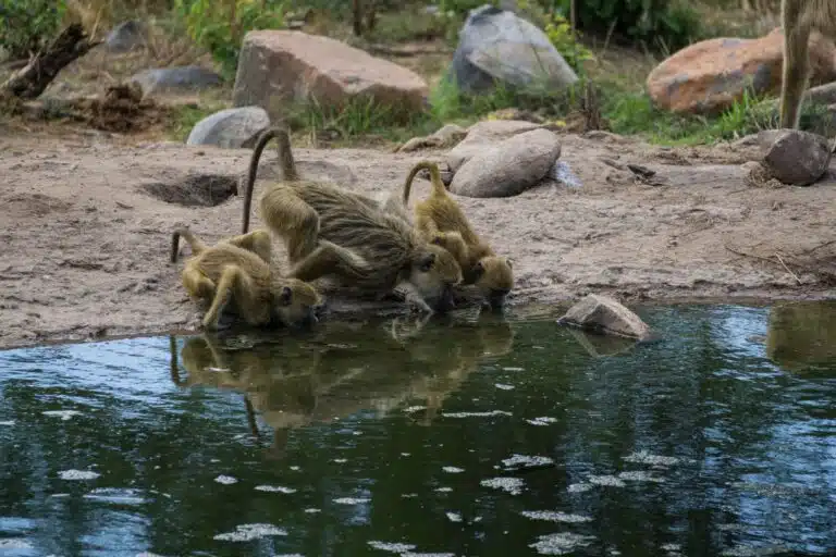 Ruaha National Park images14