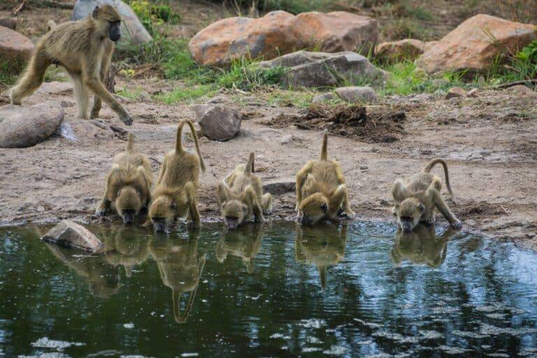 Ruaha National Park images15