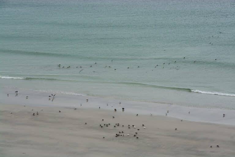 South Georgia & Falkland Islands