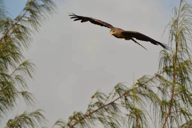 Selous National Park Safaris 01