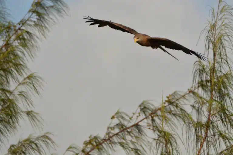 Selous National Park Safaris 01