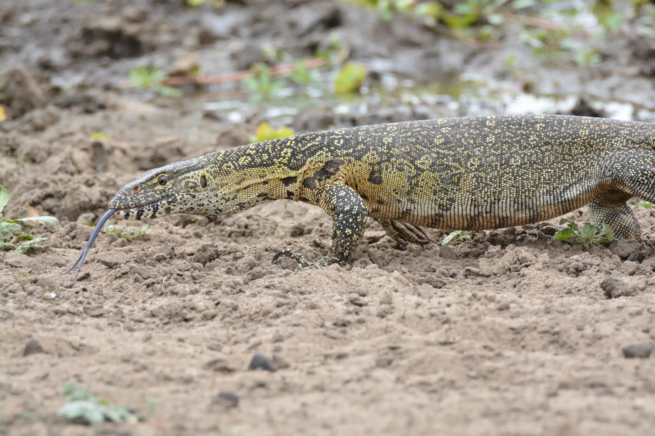 Selous National Park Safaris 02