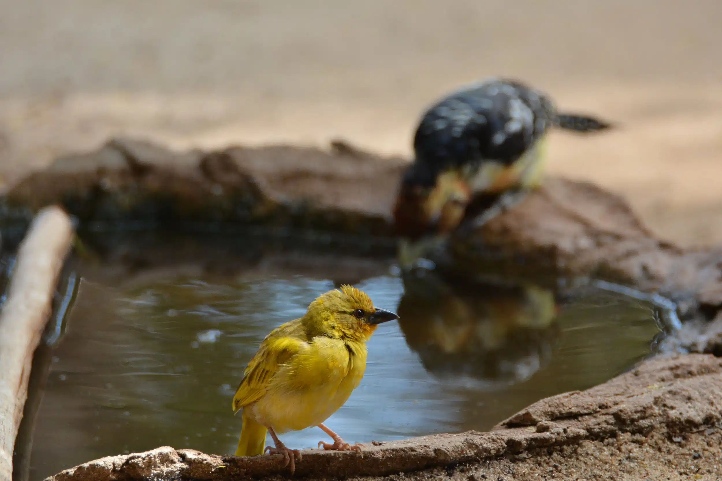 Selous National Park Safaris 05