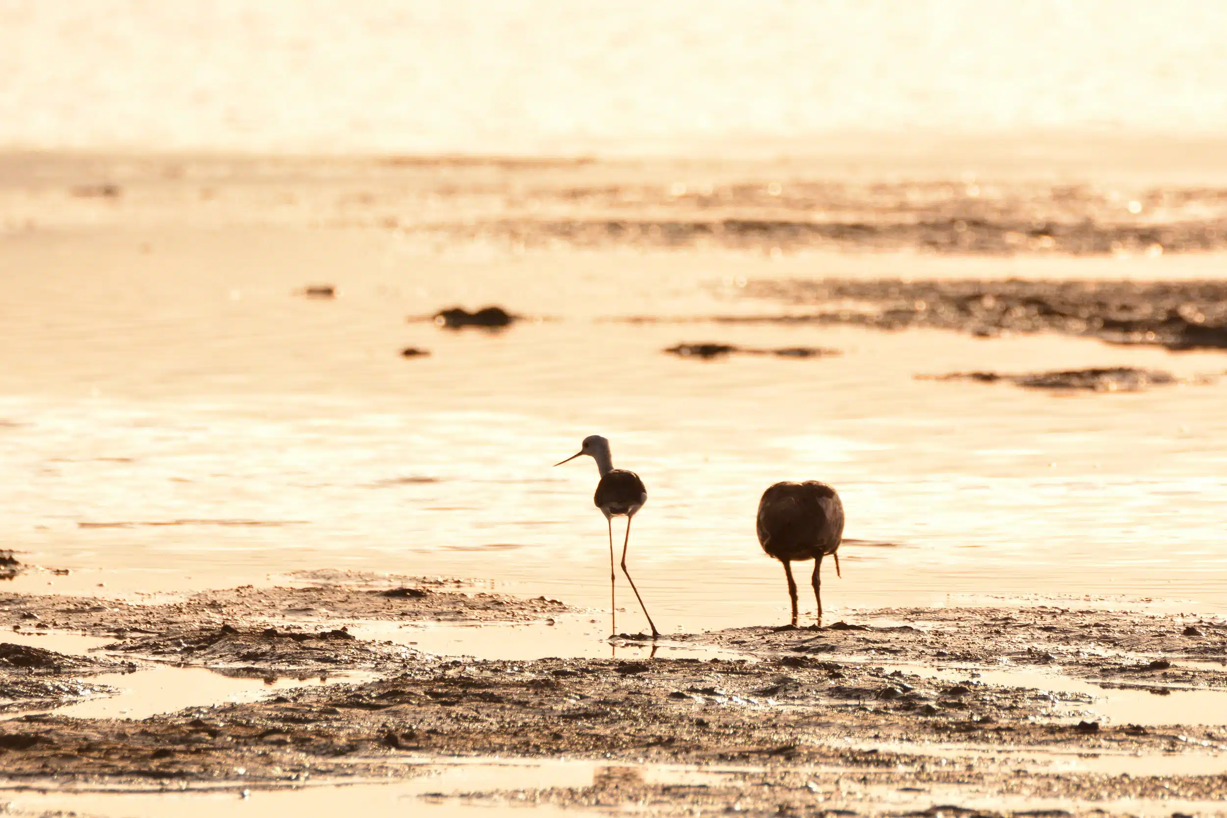 Selous National Park Safaris 06