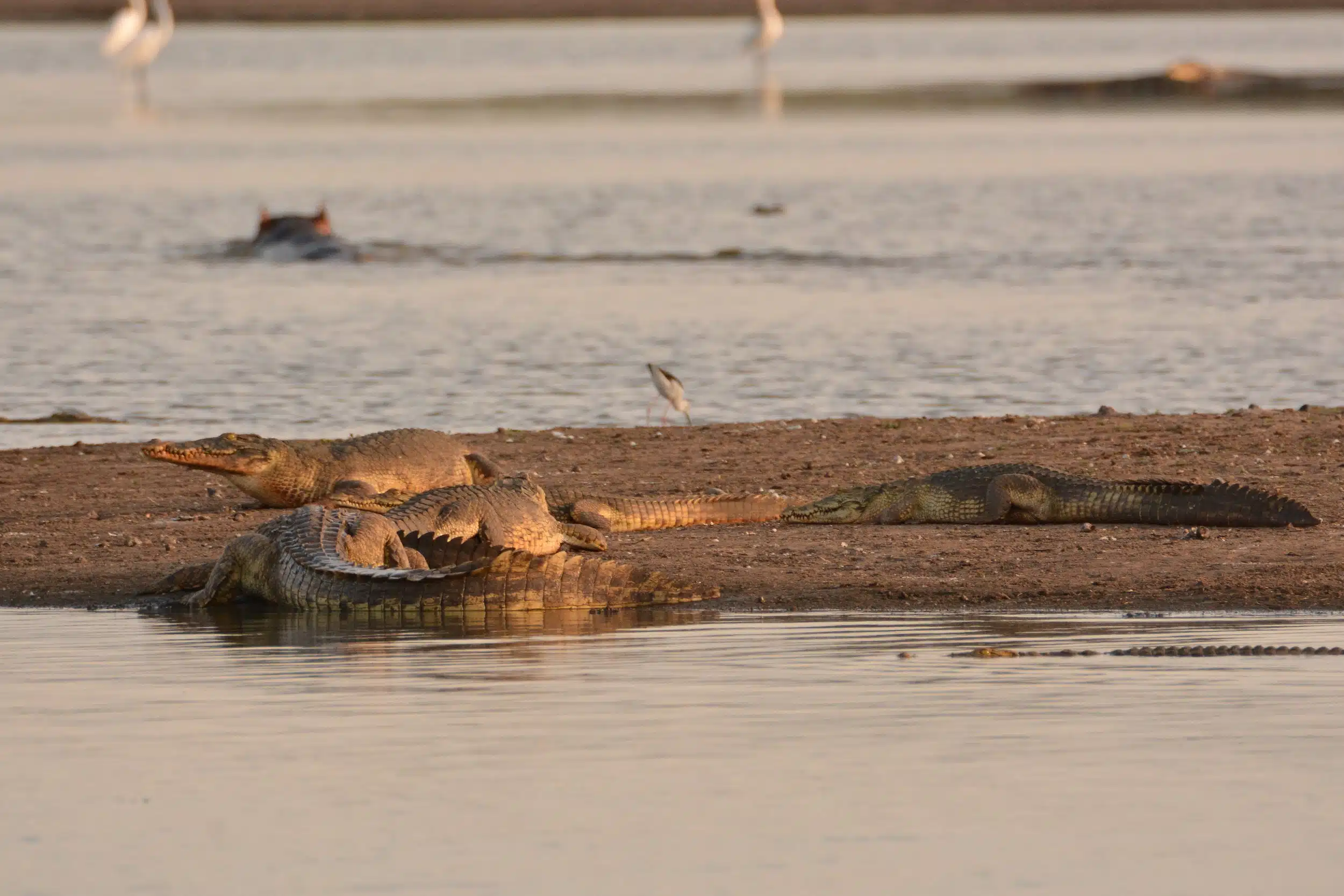 Selous National Park Safaris 07