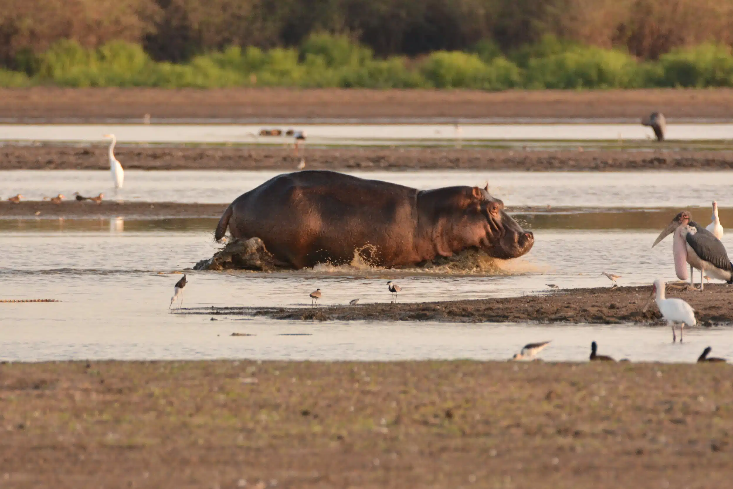 Selous National Park Safaris 08