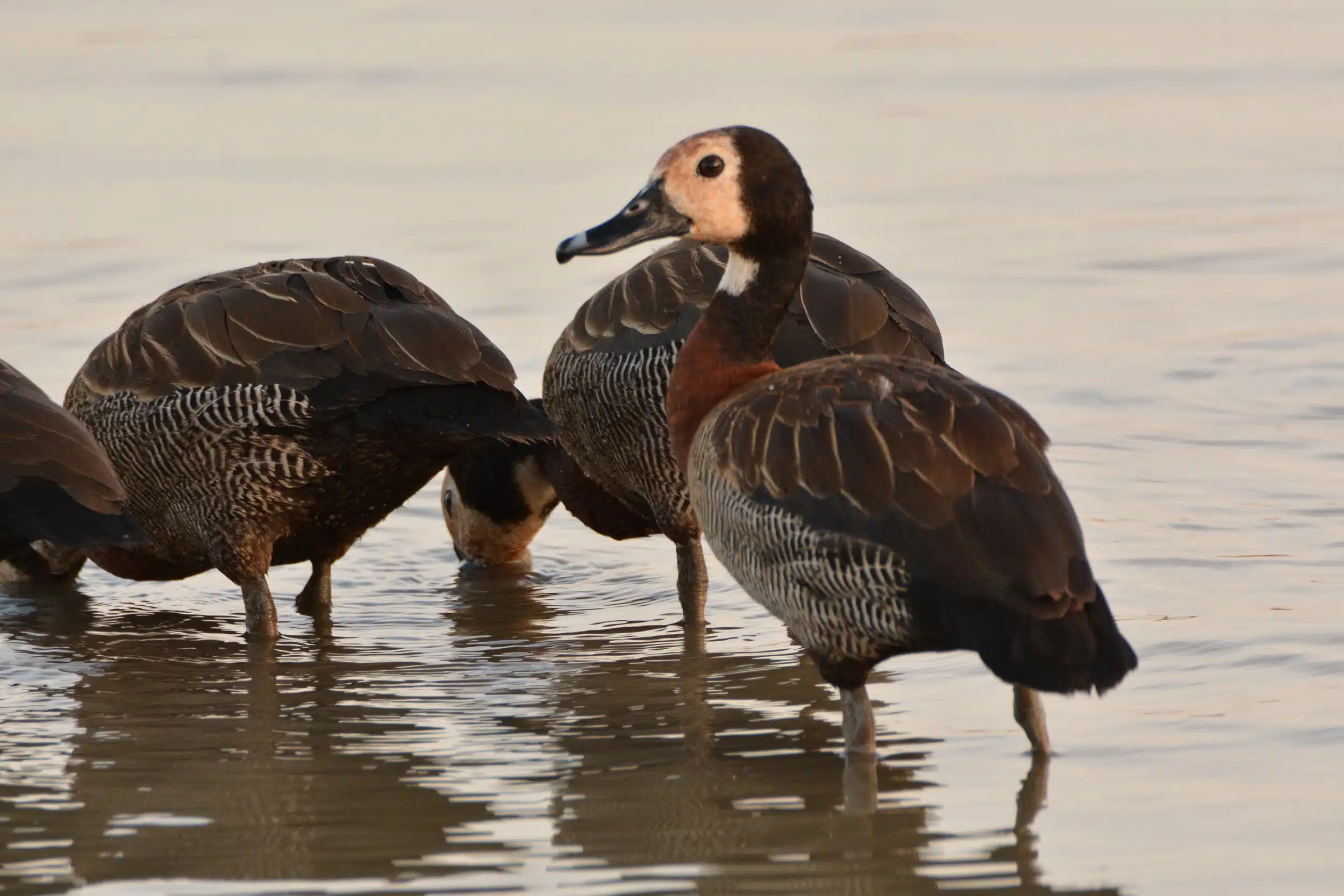 Selous National Park Safaris 09