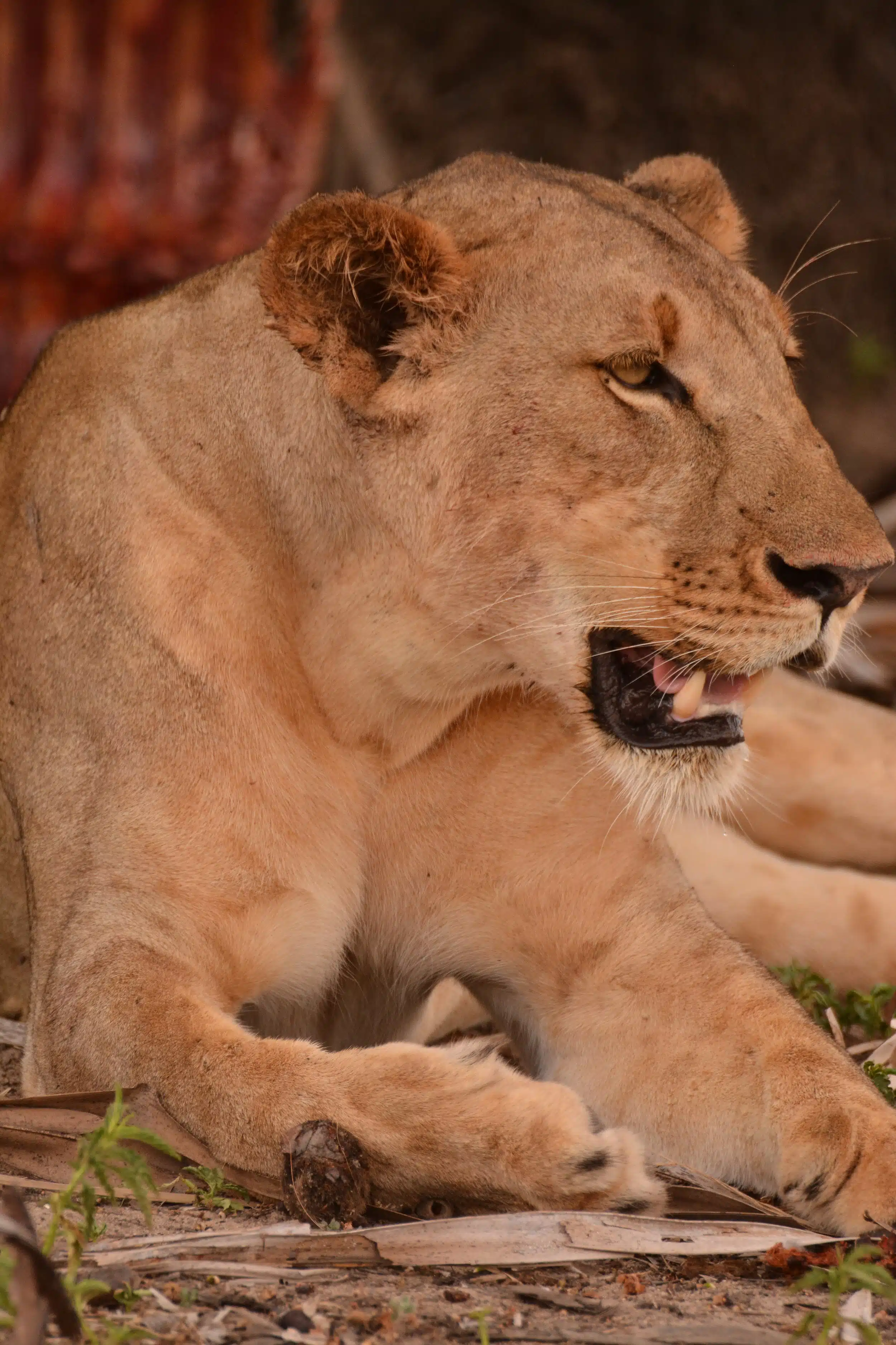 Selous National Park Safaris 10 scaled