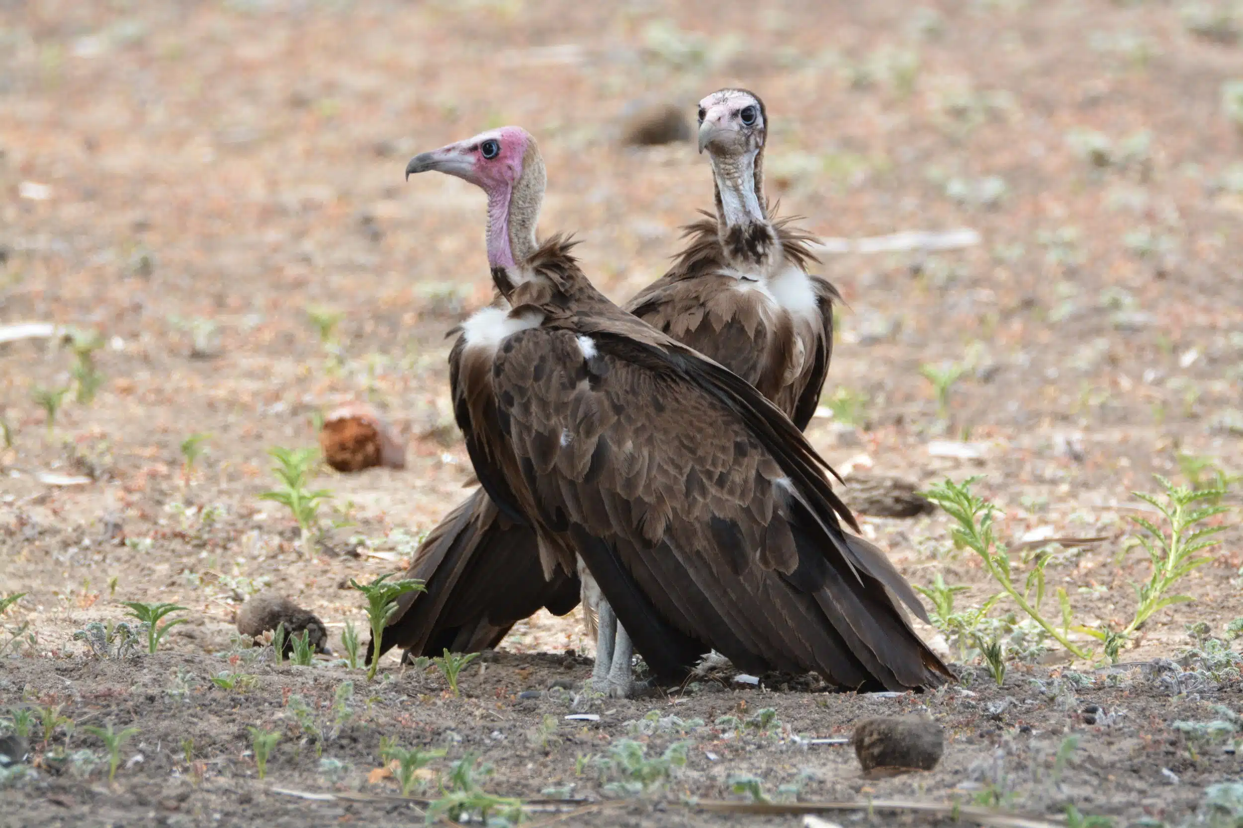 Selous National Park Safaris 11