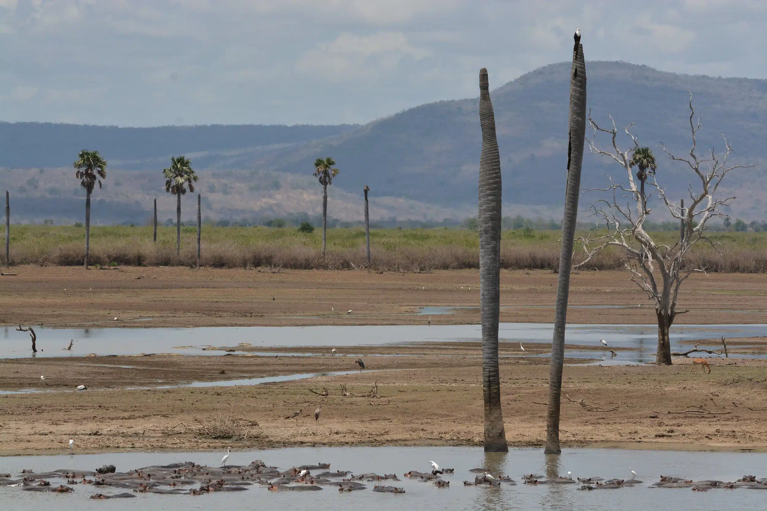 Selous National Park Safaris 12
