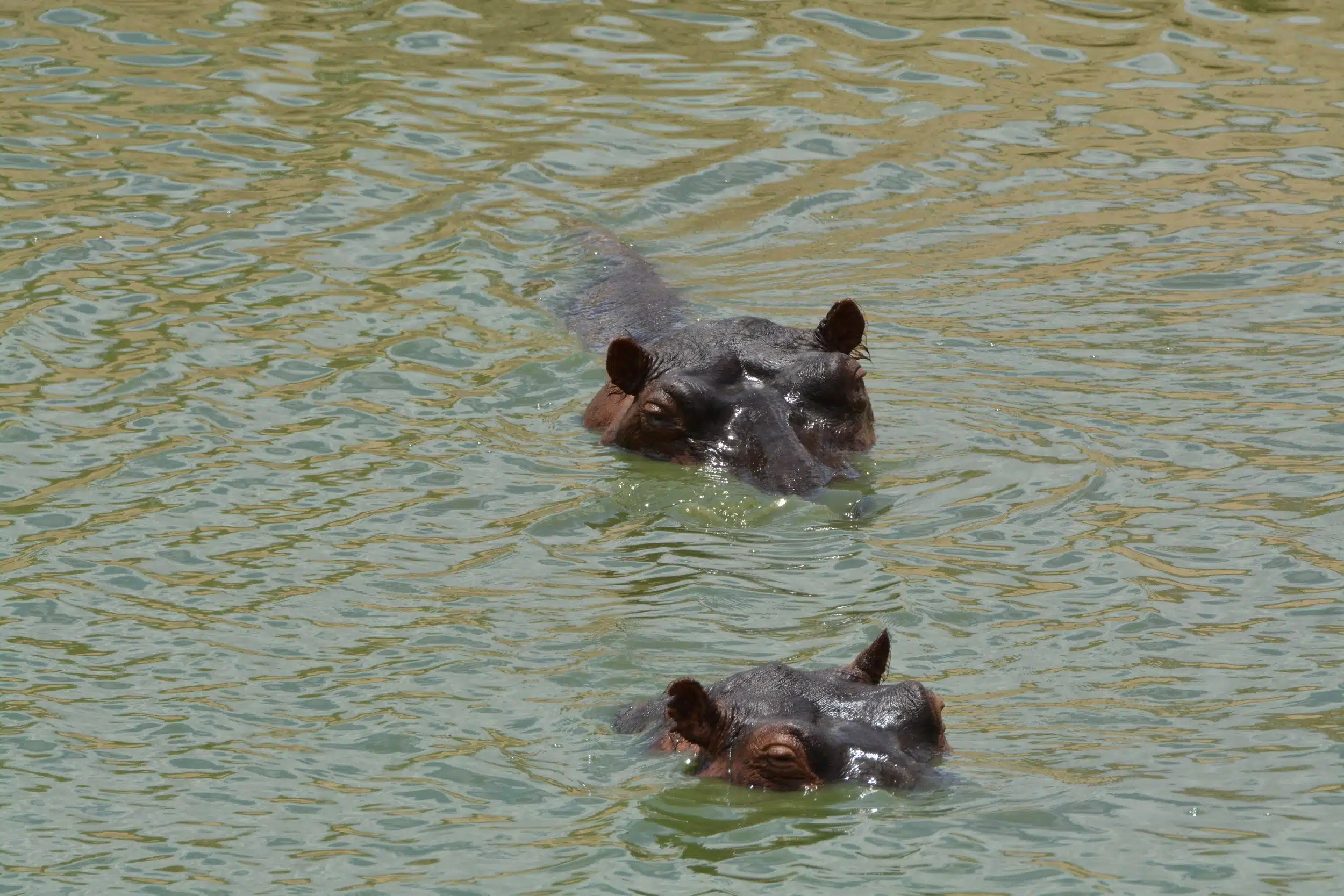 Selous National Park Safaris 13