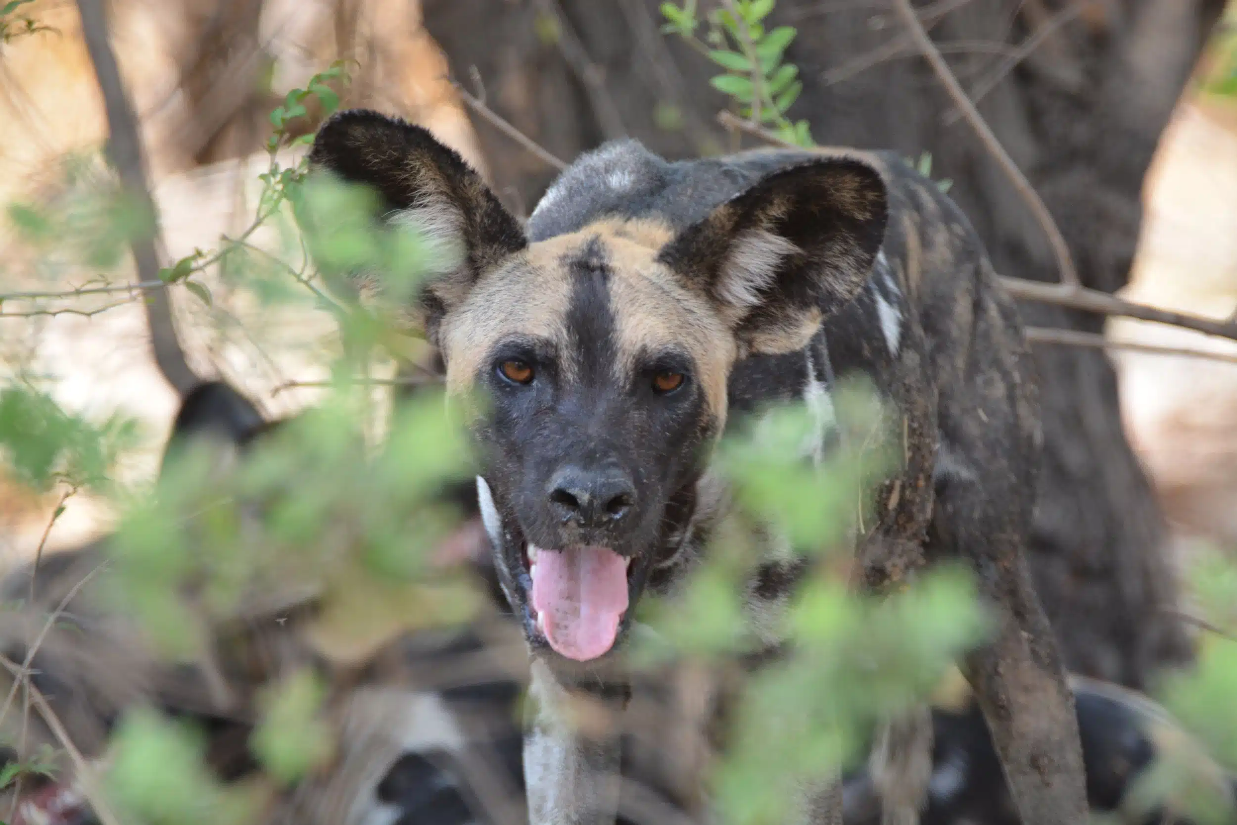 Selous National Park Safaris 14
