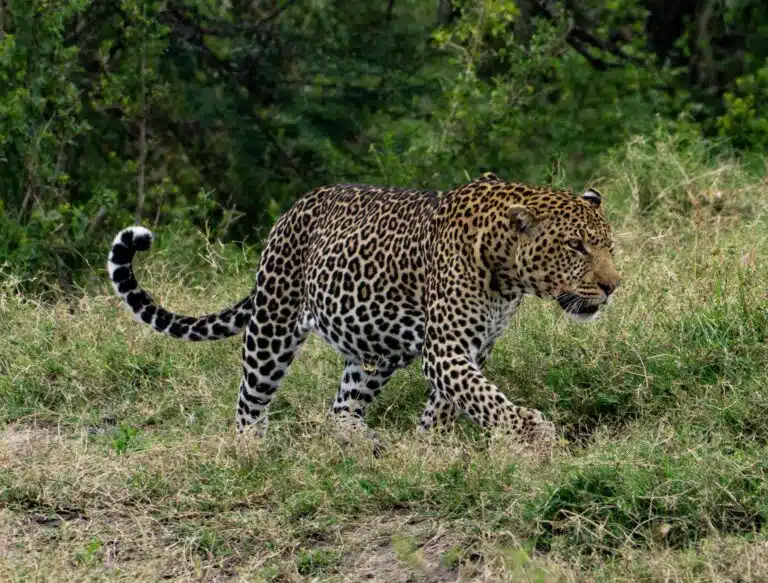 Serengeti National Park Safaris01