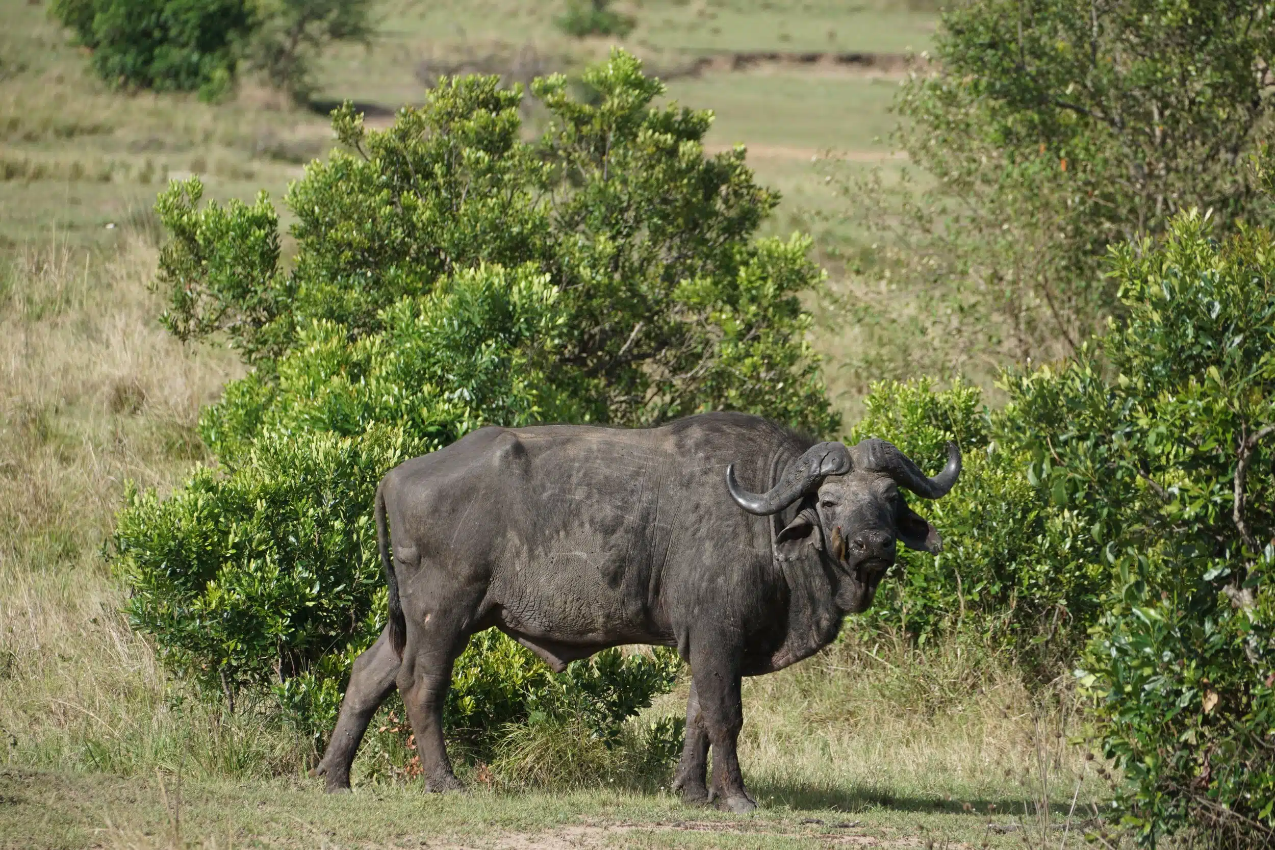 Serengeti National Park Safaris04