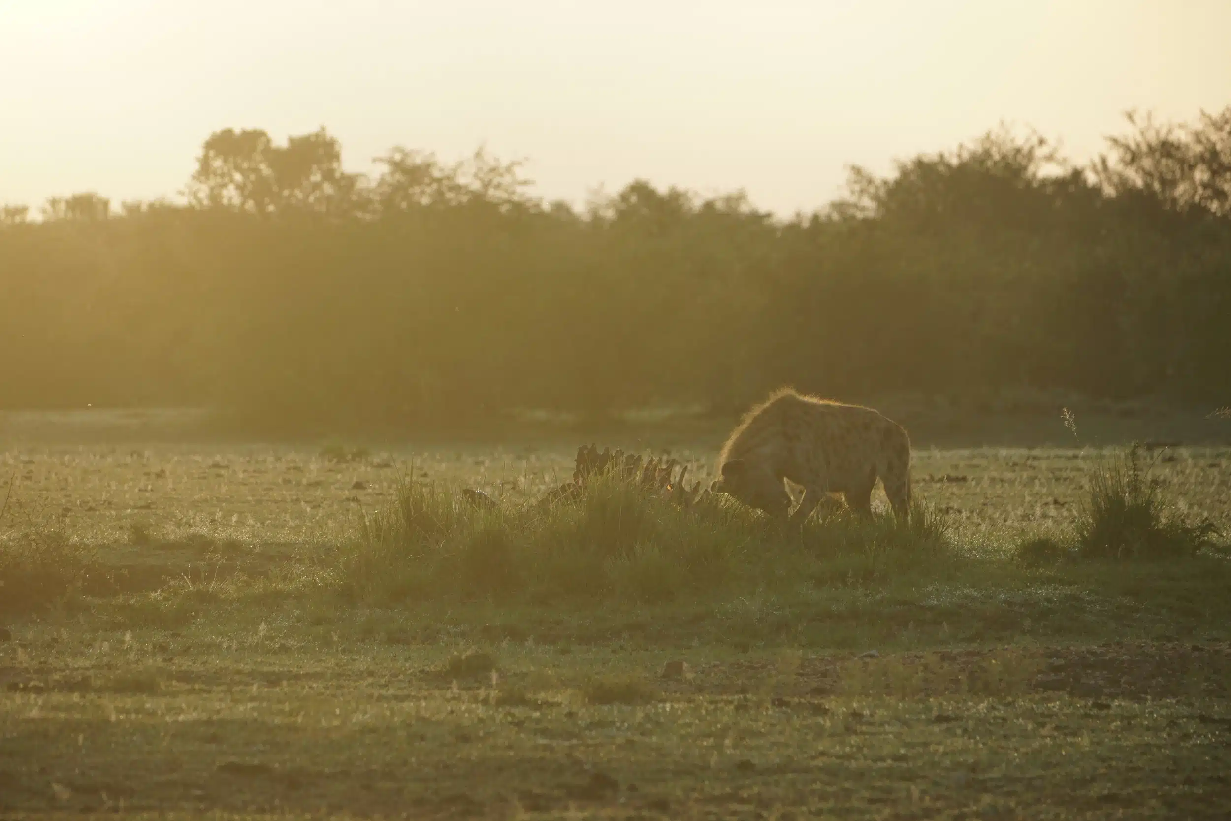 Serengeti National Park Safaris09