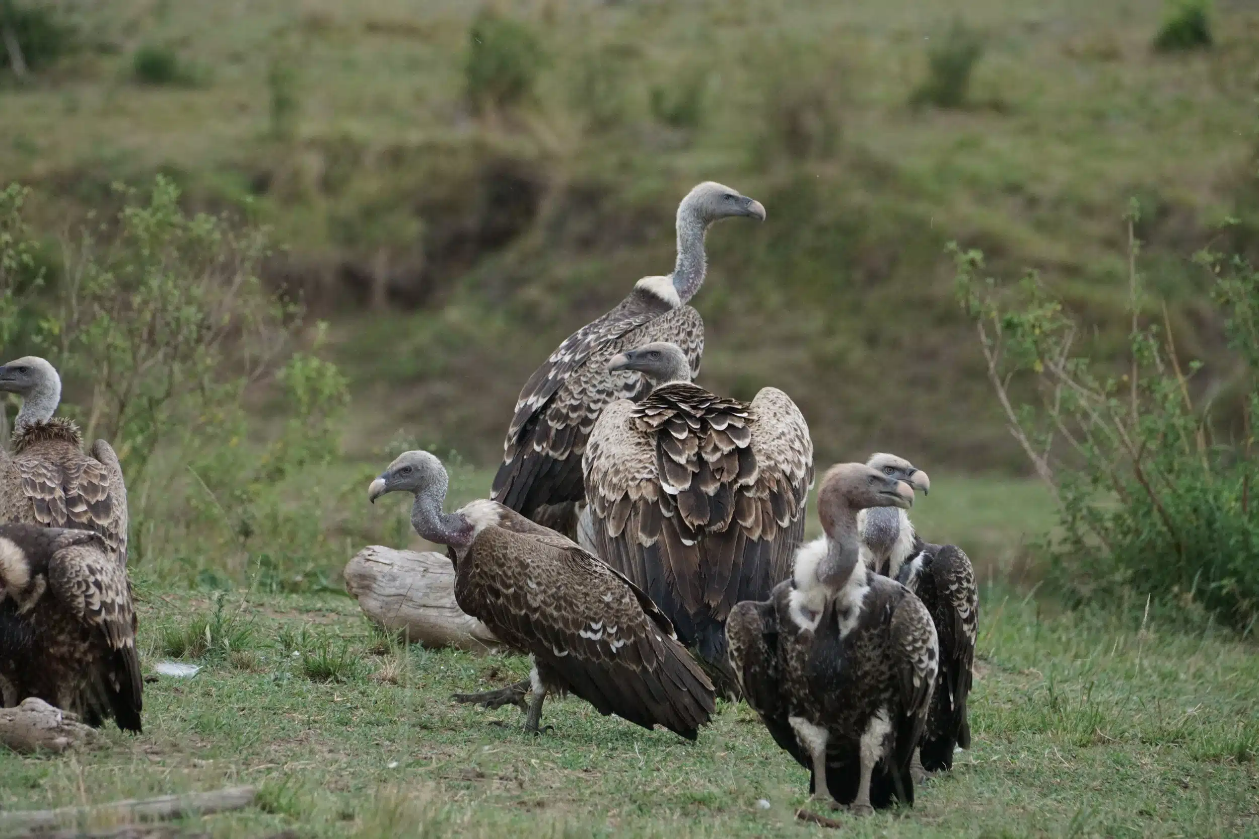 Serengeti National Park Safaris12