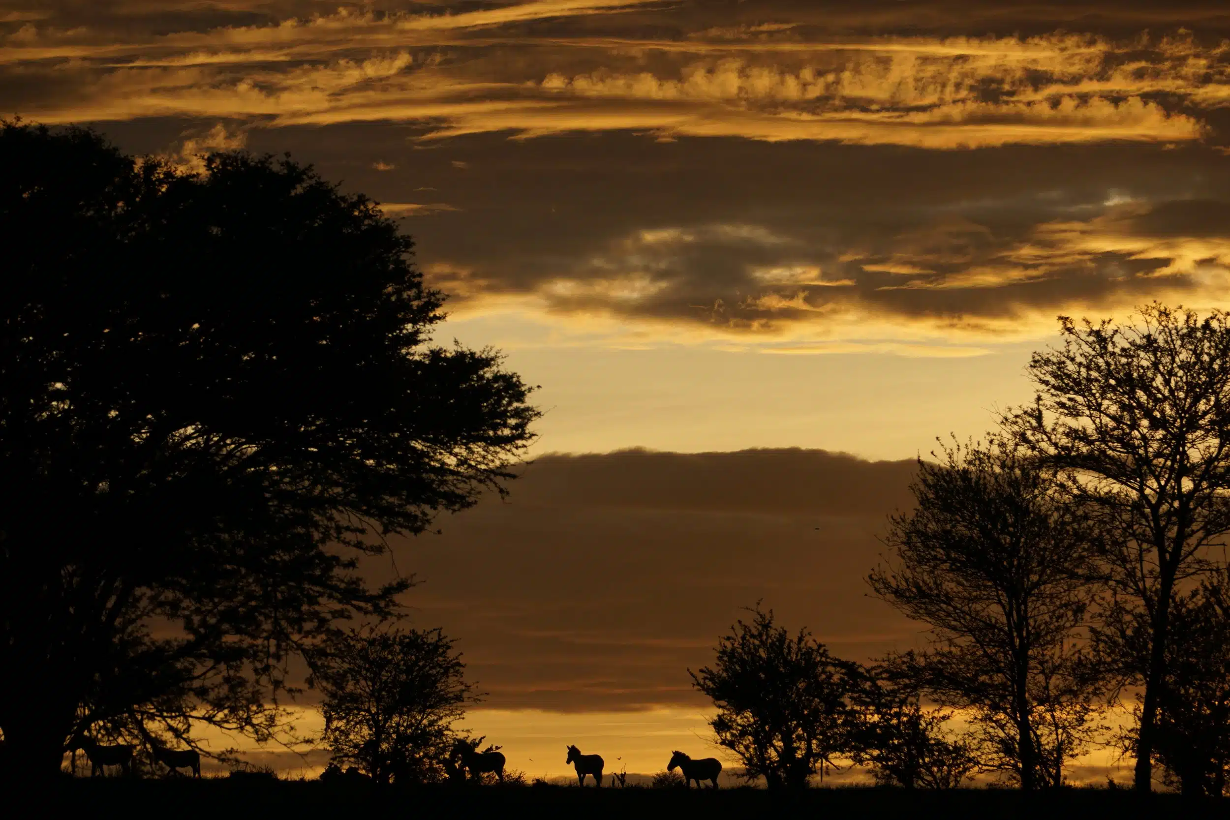 Serengeti National Park Safaris13