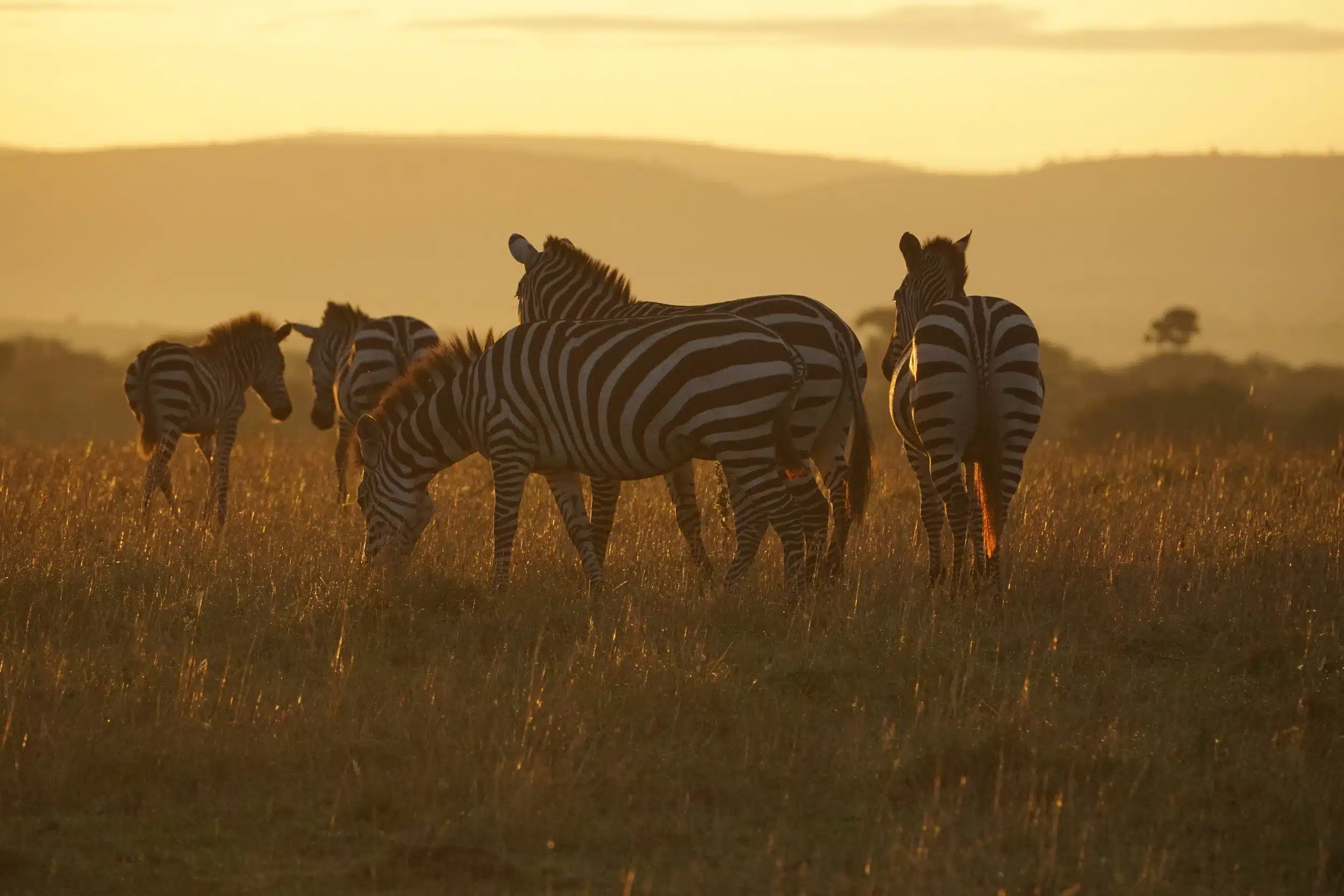 Serengeti National Park Safaris14