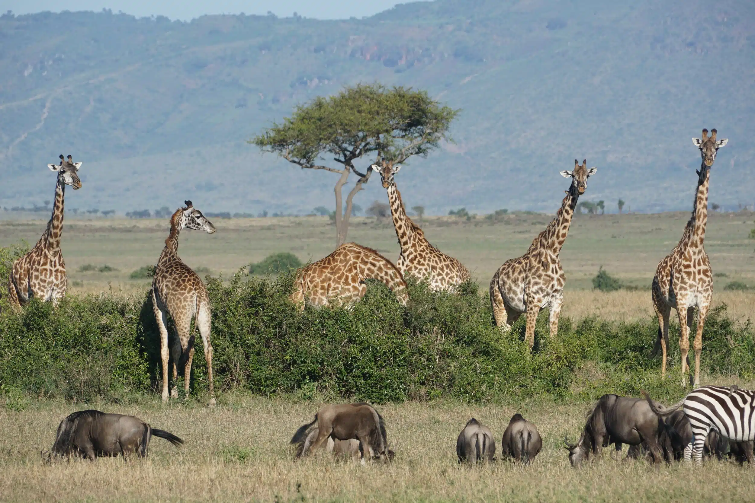 Serengeti National most famous safari destination1