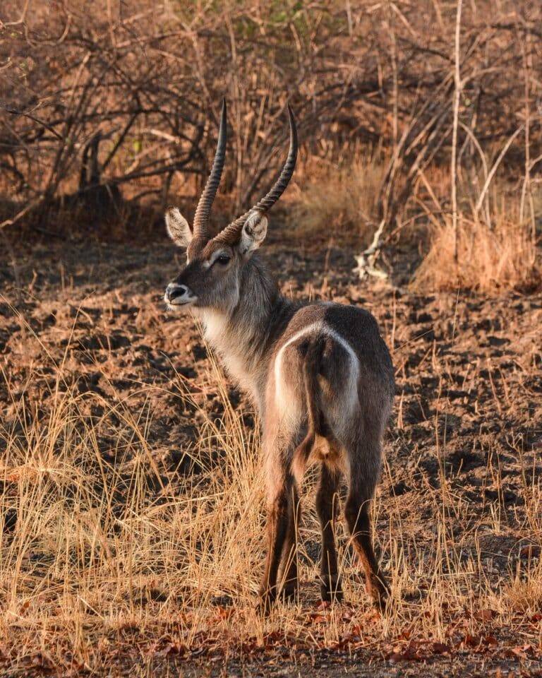 South Luangwa National Park02