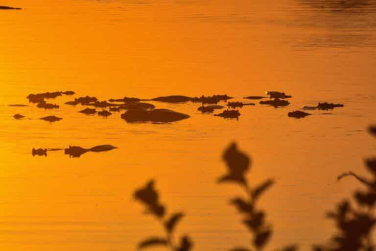 South Luangwa National Park04