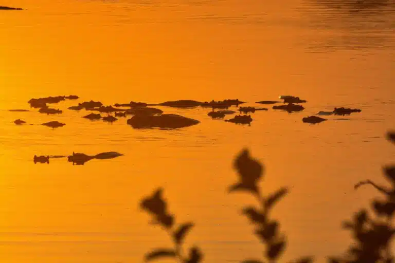 South Luangwa National Park04