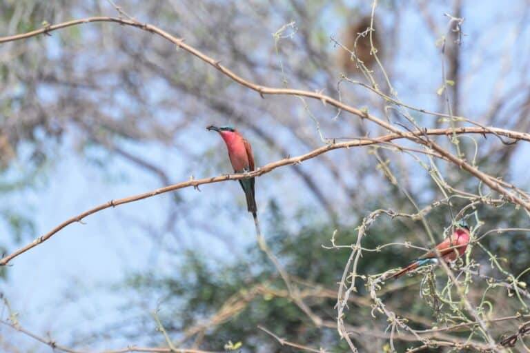 South Luangwa National Park05
