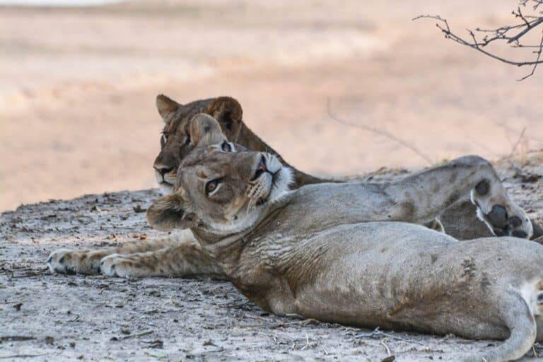 South Luangwa National Park06